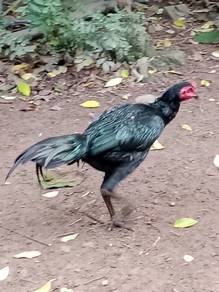 Ayam jantan pama