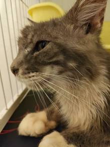 Purebred Maine Coon – Male 