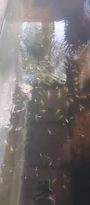 Ikan Molly (Putih) 