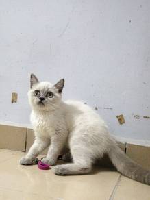 BSH Color Point Male