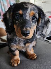 Q92300 MKA Dachshund long haired dapple/merle