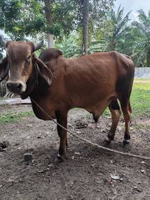 jantan brahman