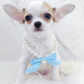 Chiwawa