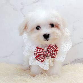 Maltese