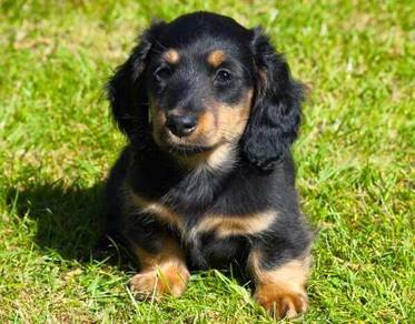DD300 Mini Dachshund long haired puppy
