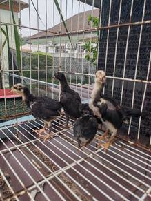 Anak ayam kampung 