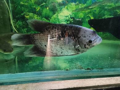 ikan kaloi
