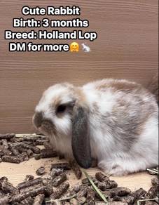 Rabbit for sale