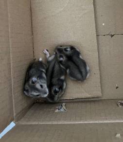 Hamster Winter White