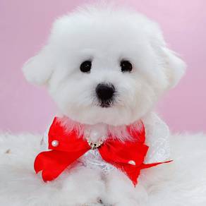 Maltipoo poodle mix maltese