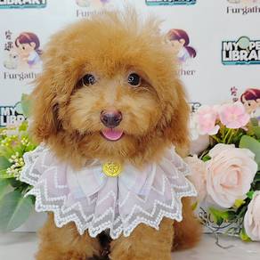 Poodle toy