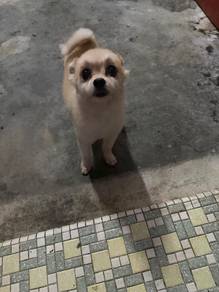 Pomeranian