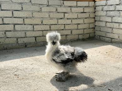 Silkie Chicken