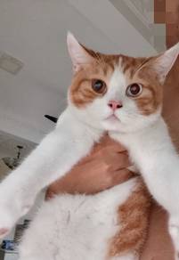NEGO British Short hair shorthair bsh odd eye