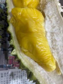 Durian Musang King homegrown