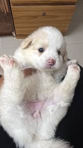 Pomeranian mix poodle 
