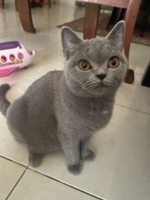 British Short Hair