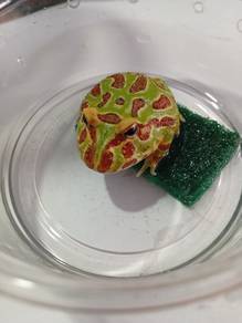 Pacman Frog