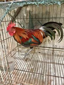Ayam hutan muda