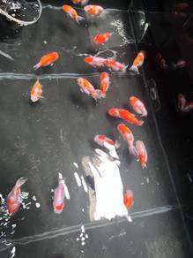 gold fish