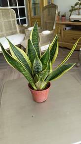 Snake Plant