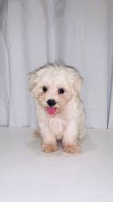 J0377 Maltipoo Round Face Puppy