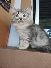 Cat For Sell ‼️