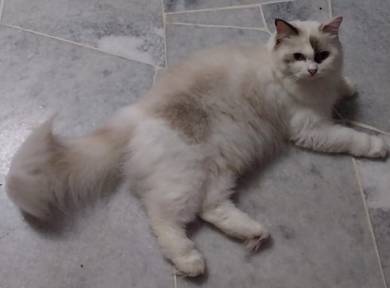 Ragdoll Murah