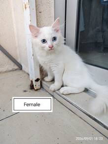 kitten 