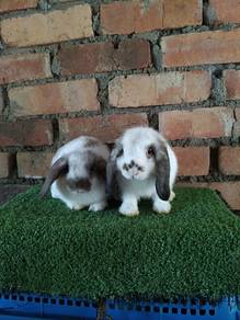 Arnab Holland Lop