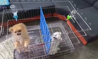 Mini Pomeranian low fee adoption 纯种 迷你博美 低价出让