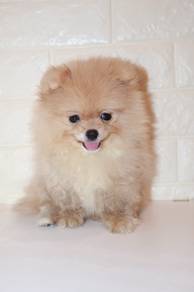 J0270 Pomeranian Soft Thick Coat Puppy