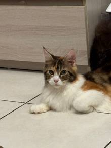 Mainecoon cfa cert
