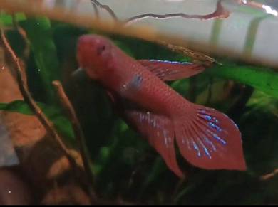 betta livida tanjong malim