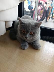 BSH kitten clear cage