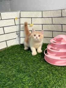Bicolor BSH kitten