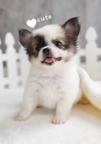 CHIHUAHUA PUPPIES VIP60🌷Head Apple Bonnie Dog Boy