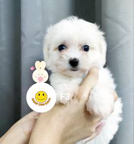 QW822 Tiny Bichon x Poodle puppy dog