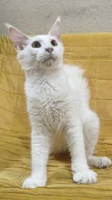Mainecoon kitten 