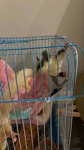 sugar glider