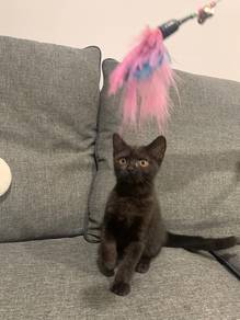 BSH black