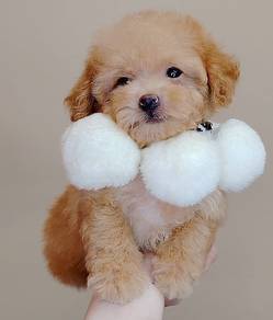 Poodle