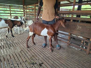 Kambing Cross