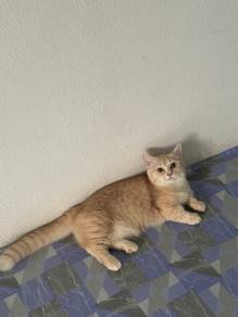 Male Munchkin
