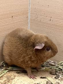 Teddy Guinea pig