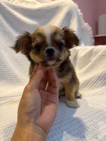 long coat chihuahua male 🍫🐾