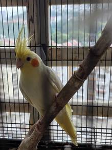 Latino cockatiel 