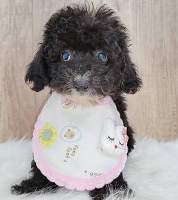 Poodle