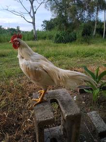 ayam hujung