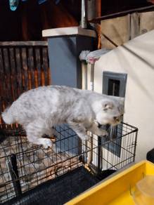 Bsh Silver Male